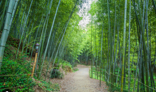 소음 대신 바람소리, 담양 죽녹원에서의 쉼표 같은 시간