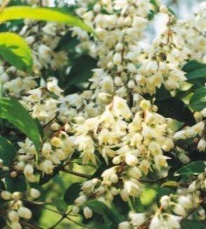 애기말발도리 꽃1