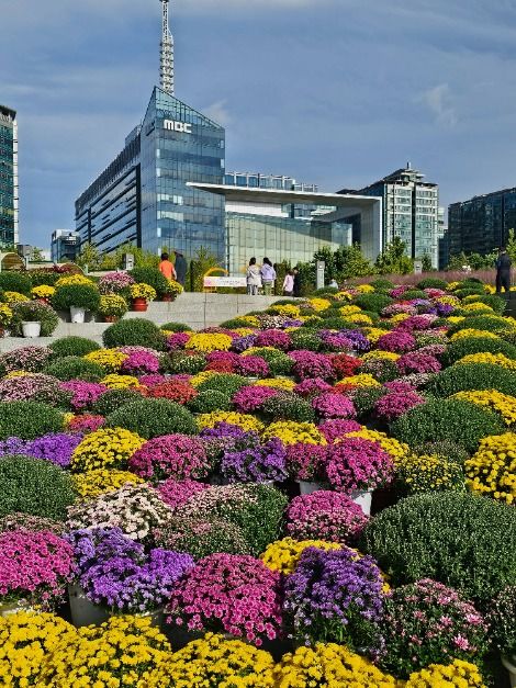 고양가을꽃축제