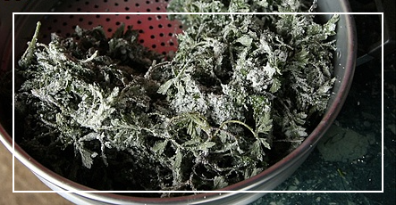 쑥과 쑥갓의 차이