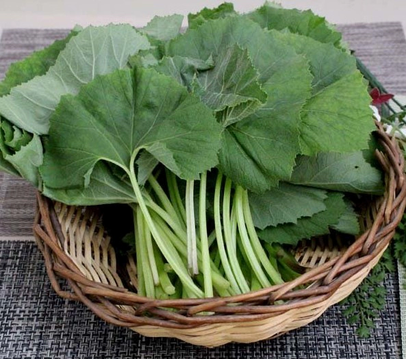 머위 효능 및 머위 데치기 먹는법 정리
