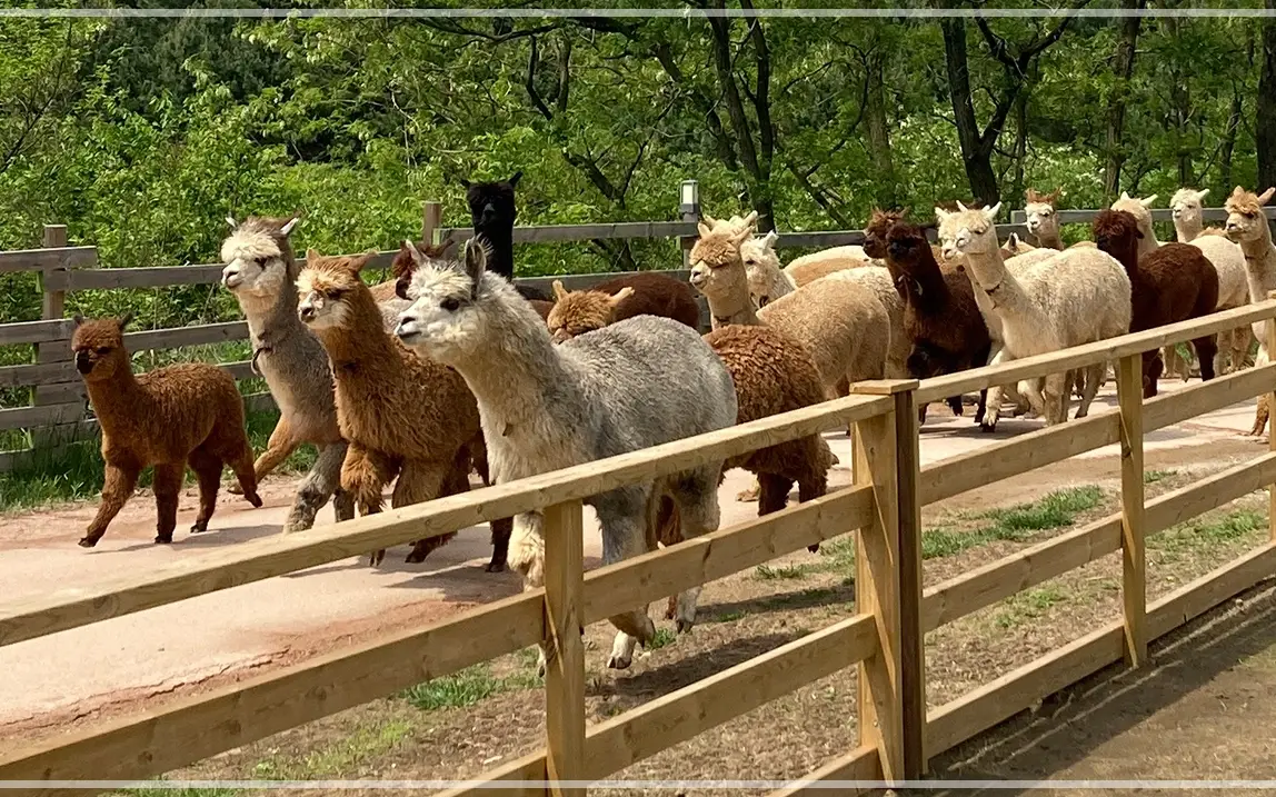 홍천-알파카월드-입장료-할인-이용-시간