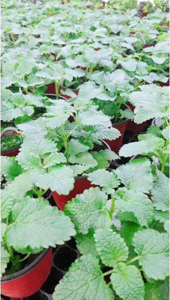 레몬밤 재배 반그늘 배치 화분 재배 잎 차로 활용_13