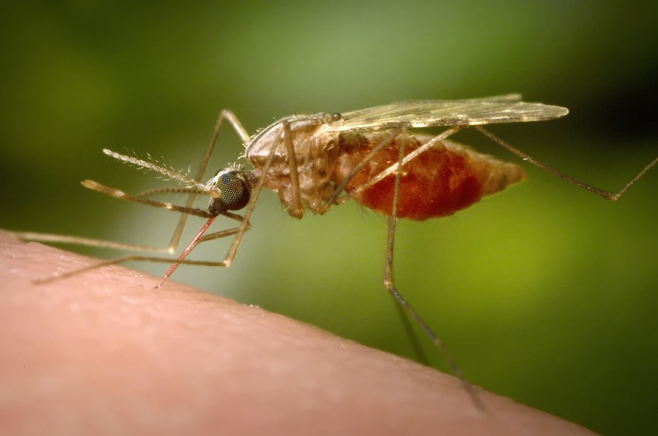 치쿤구니야열병