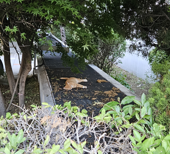 일산 호수마을 5단지 청구 아파트 실거주 후기, 가장 좋은 평수와 재건축 가능성은?