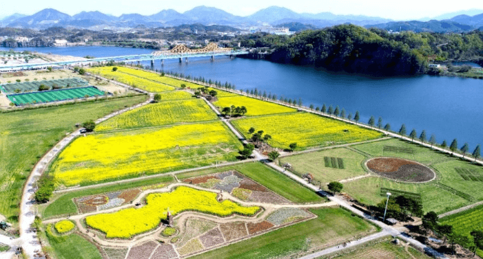 창녕 낙동강 유채축제 2025, 봄꽃 속에 빠지다!!! 축제기간변경안내!!!