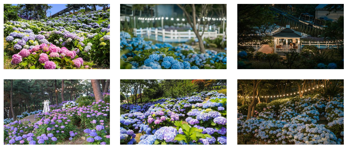 출산 수국축제(출처: 울산시 남구 홈페이지)