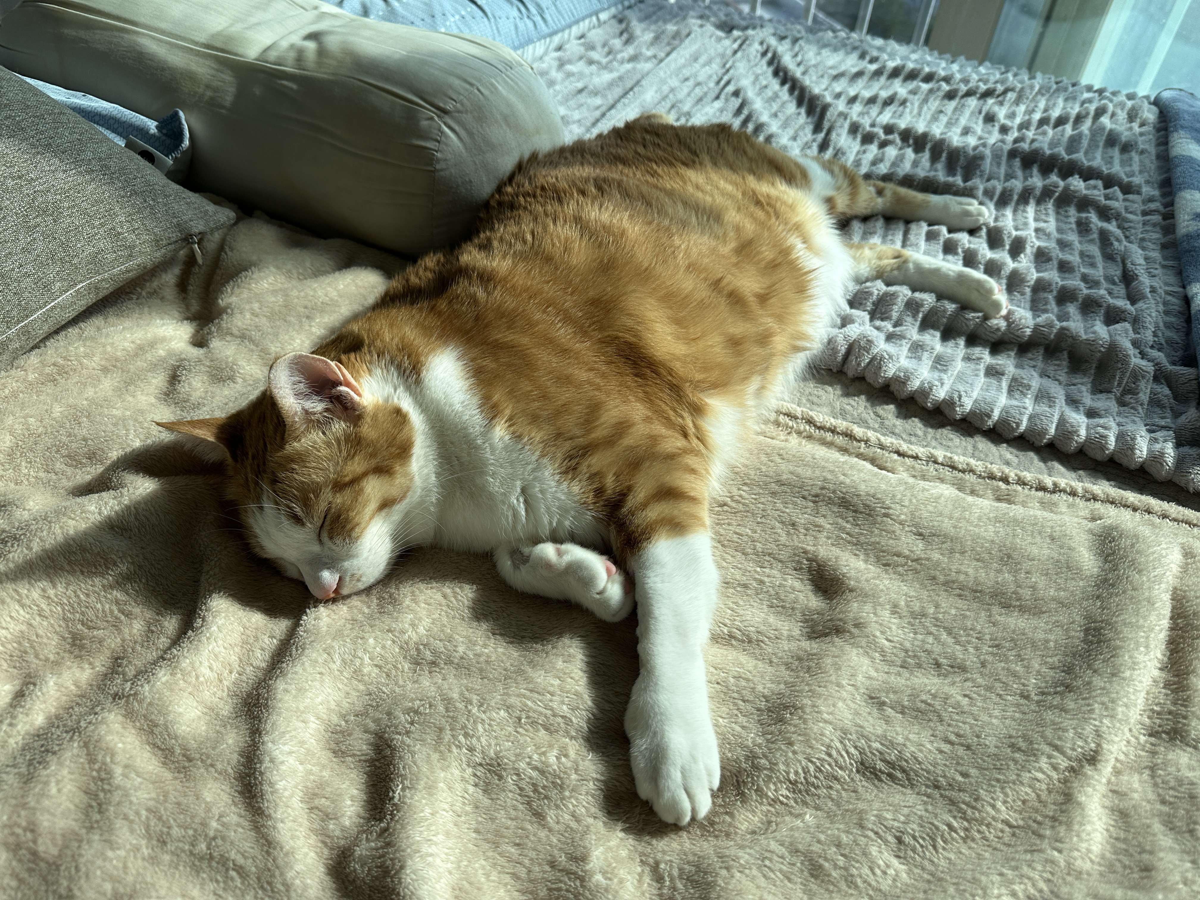 침대_위에서_자는_호야_1