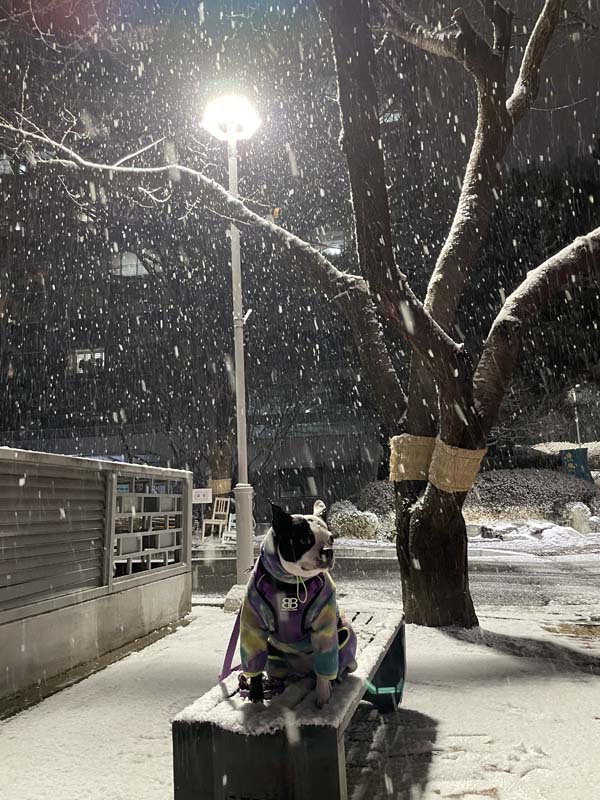 눈오는날 강아지산책하는 모습