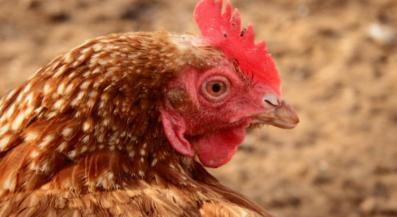 푸드 블록체인의 미래 전망