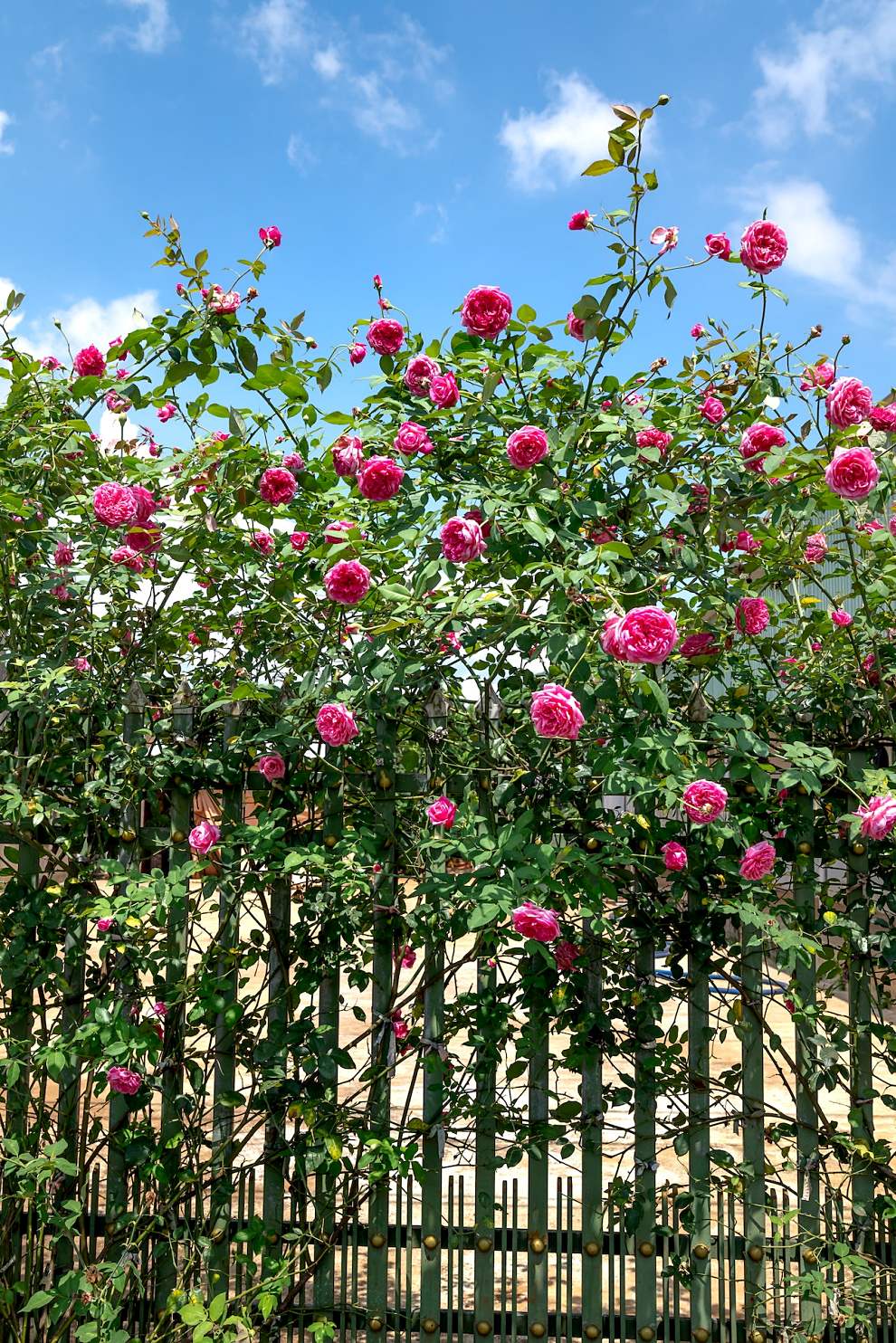 서울장미축제 기본정보