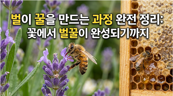 벌이 꿀을 만드는 과정 완전 정리