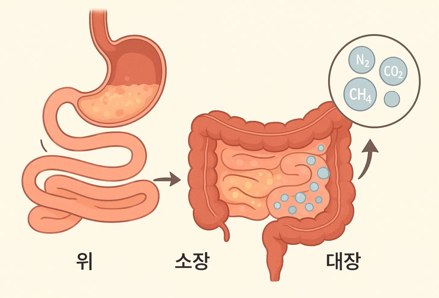사람의 소화기관 단면도(위, 소장, 대장), 음식물이 소화·흡수되는 과정, 대장에서 발효로 가스가 생성되는 장면, 가스 성분 아이콘(질소, 수소, 이산화탄소, 메탄)