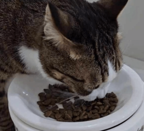 고양이 식욕저하&amp;#44; 근육경련의 원인 볼드모트 사료