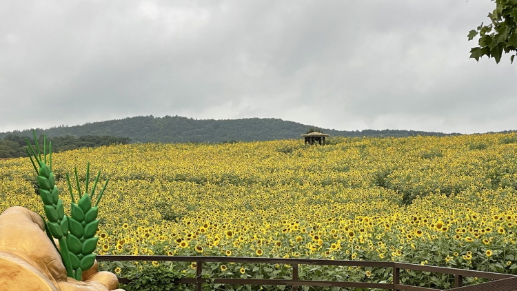 보리나라 학원농장
