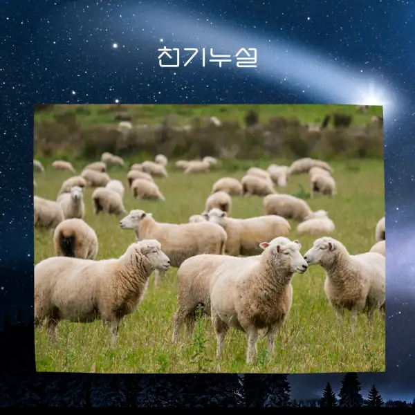 양이 나오는 꿈해몽