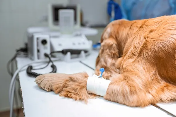 강아지 백내장 수술비용 현실 증상 예방법 보호자 가이드 정리_8