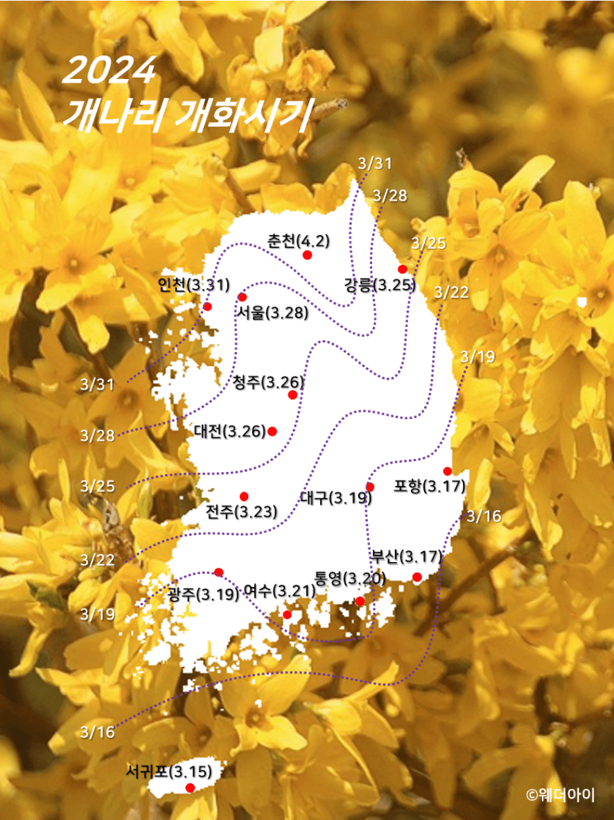 2024년 봄꽃 벚꽃 개화시기