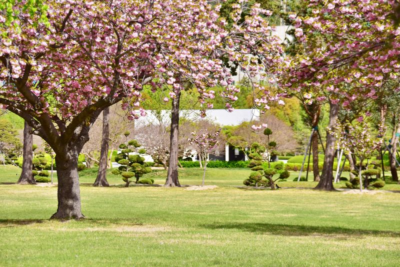 부산 겹벚꽃 명소 부산 유엔공원