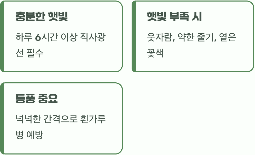 최고의 선물, 햇살과 바람