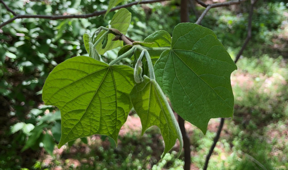 박쥐나무 잎1