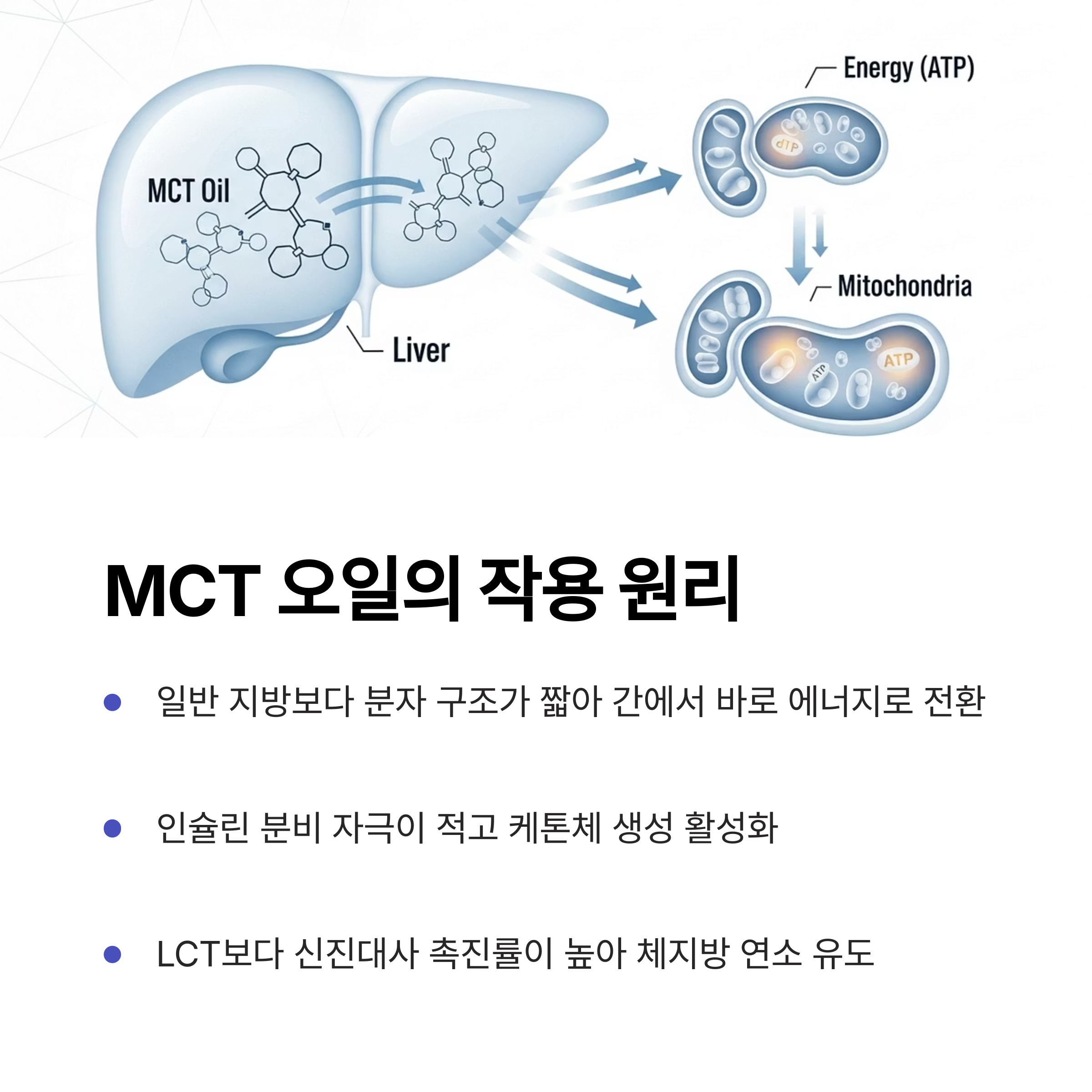 MCT 오일의 작용 원리
