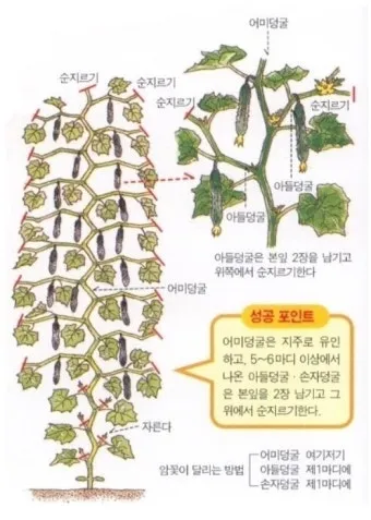 순지르기 기초 측지유도 키작게유지 공간효율 관리 팁_5