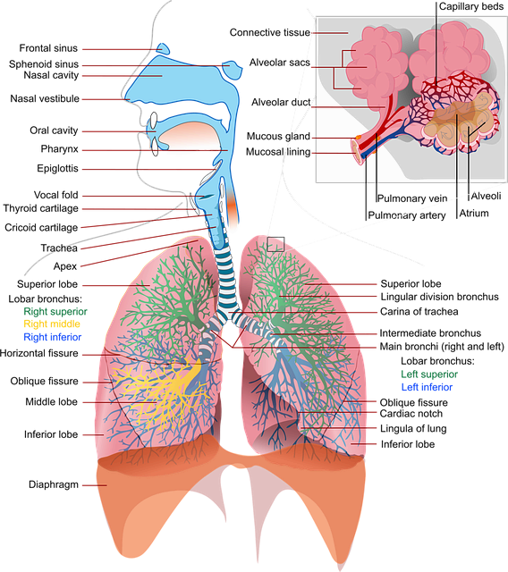폐암 기초 개념 및 정의