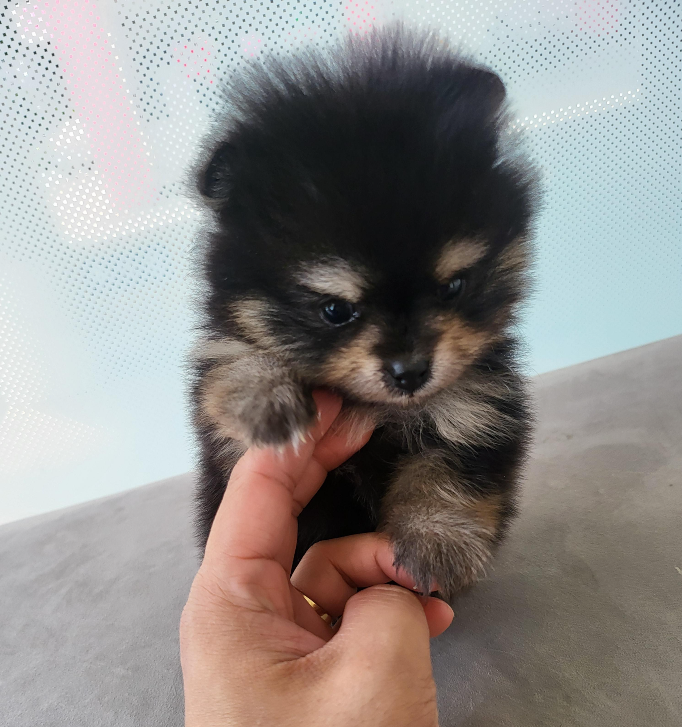 퍼피 달콩