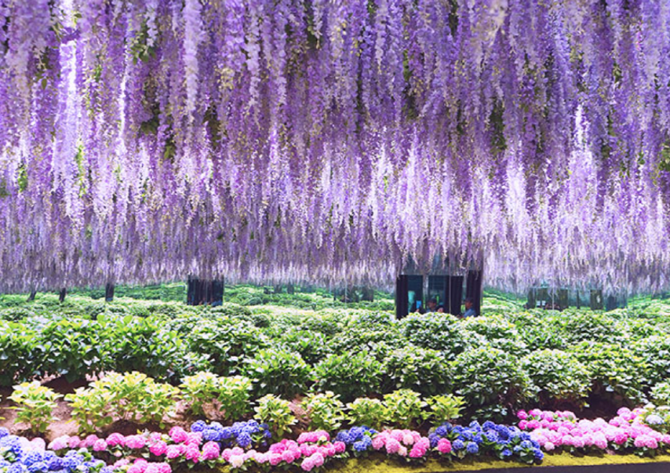 가평 베고니아 새정원