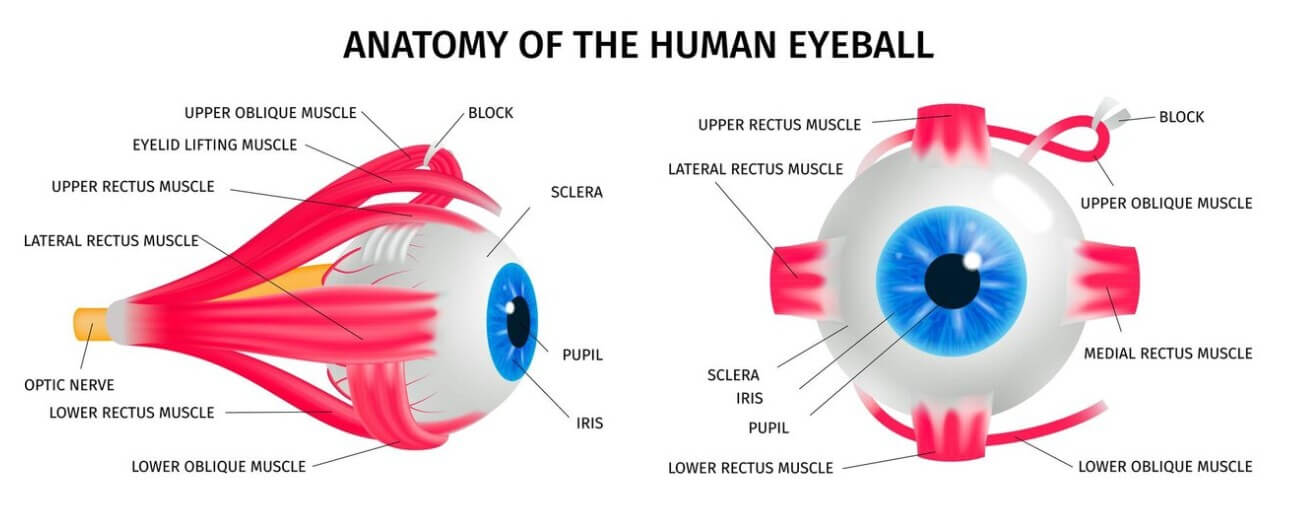 안구 부위별 설명