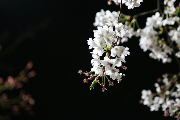 석촌호수 벚꽃 축제