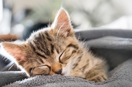 감싸이는 고양이.