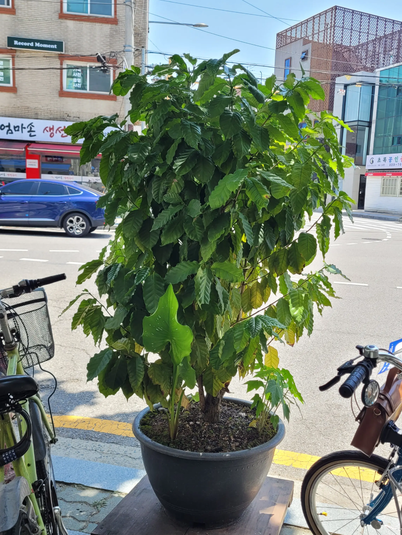 피피커피