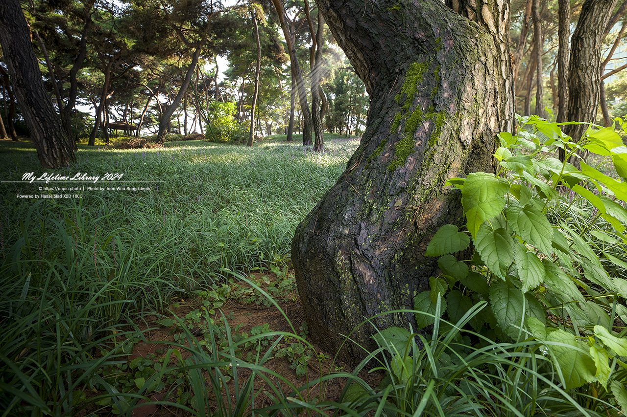 청주 솔밭공원 소나무
