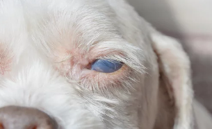 강아지 백내장사진/출처:어도비스톡