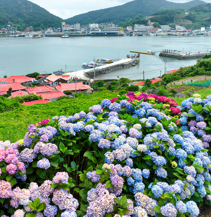 전남 고흥 쑥섬 수국 여행, 섬 전체가 수국 정원인 곳