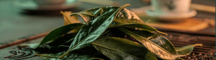 다이어트 차 3종