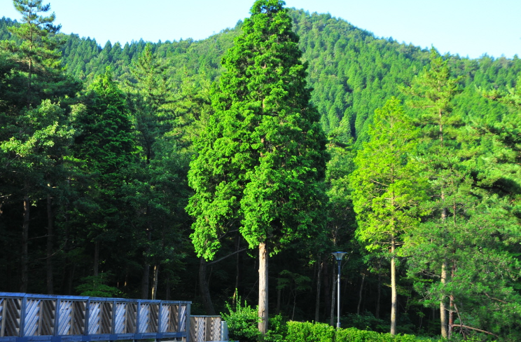 국립남해편백자연휴양림1