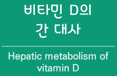 비타민Ｄ의 대사