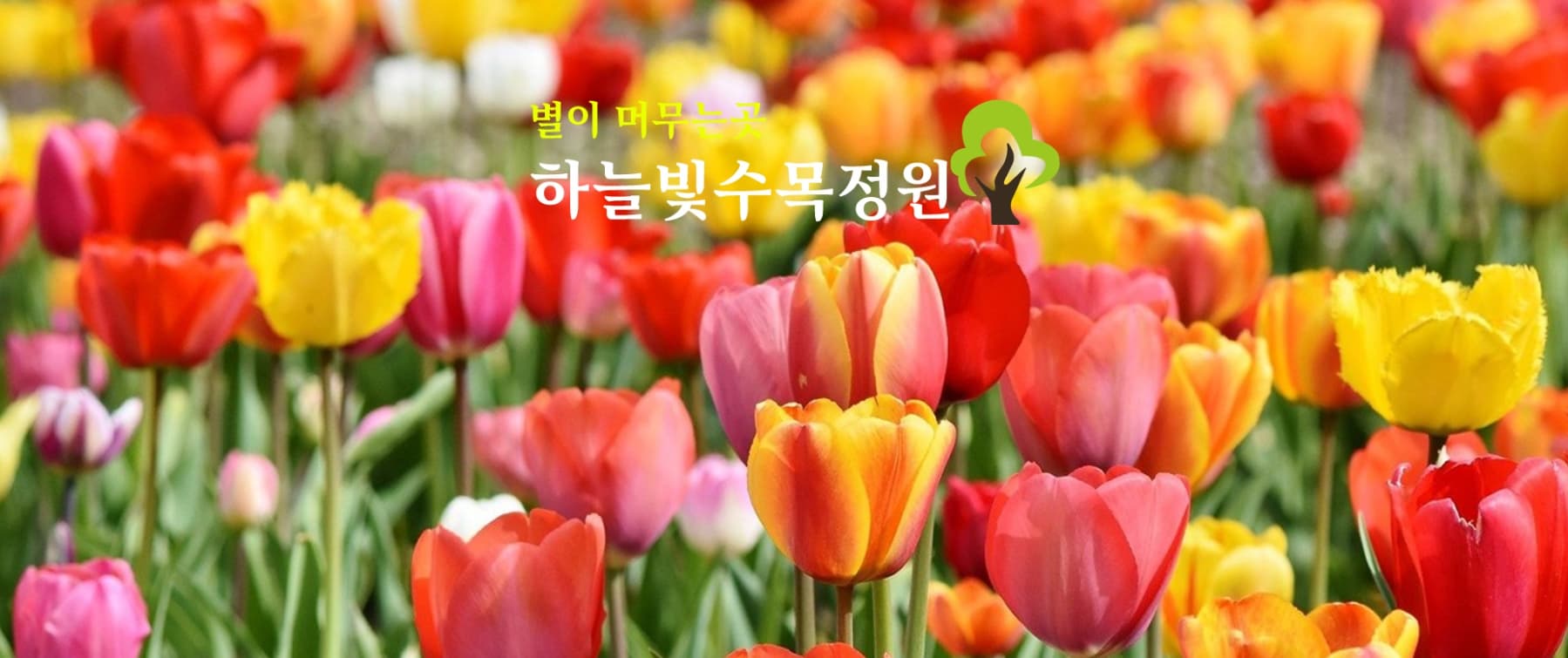 [봄 축제]전남 장흥 하늘빛수목정원 200% 즐기기｜튤립축제부터 동물농장, 체험까지!