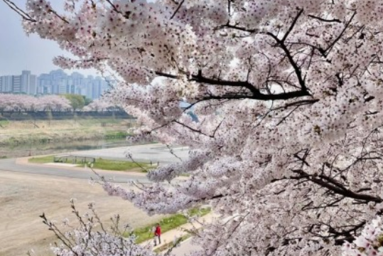 벚꽃 개화시기 2025