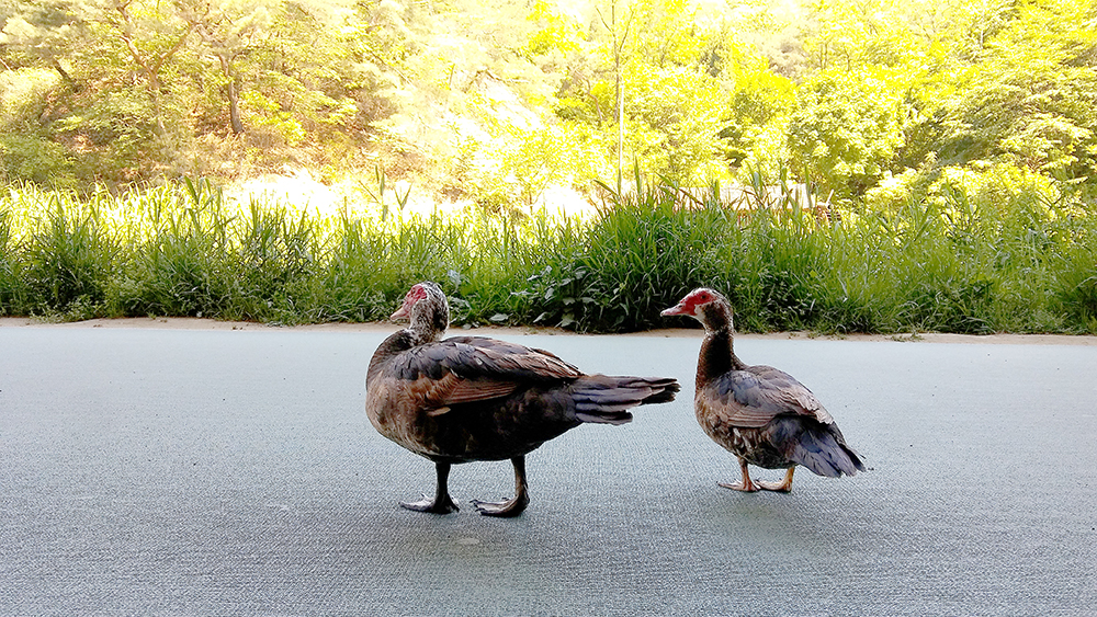 서대문보건소 앞 장미와 홍제천의 기러기