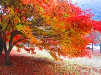 단풍구경 전국 명산 50대 이상 안전한 등산로 추천_4