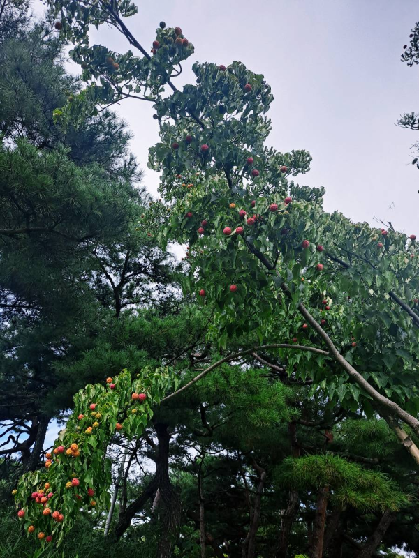 의암공원 나무열매