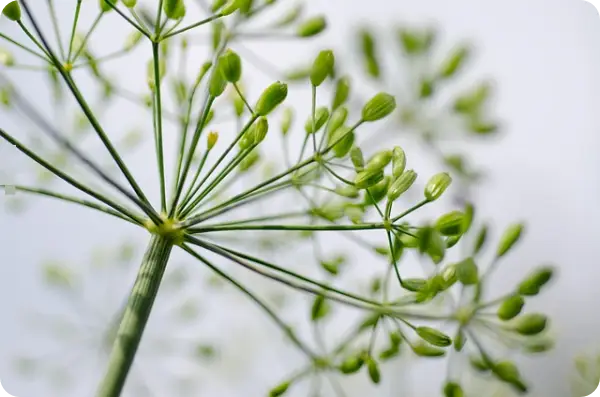 오이지 담그는 방법