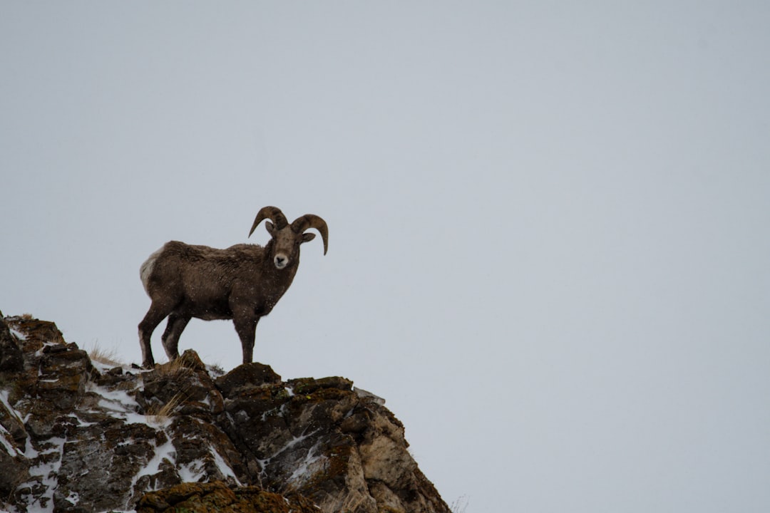 Black goat.