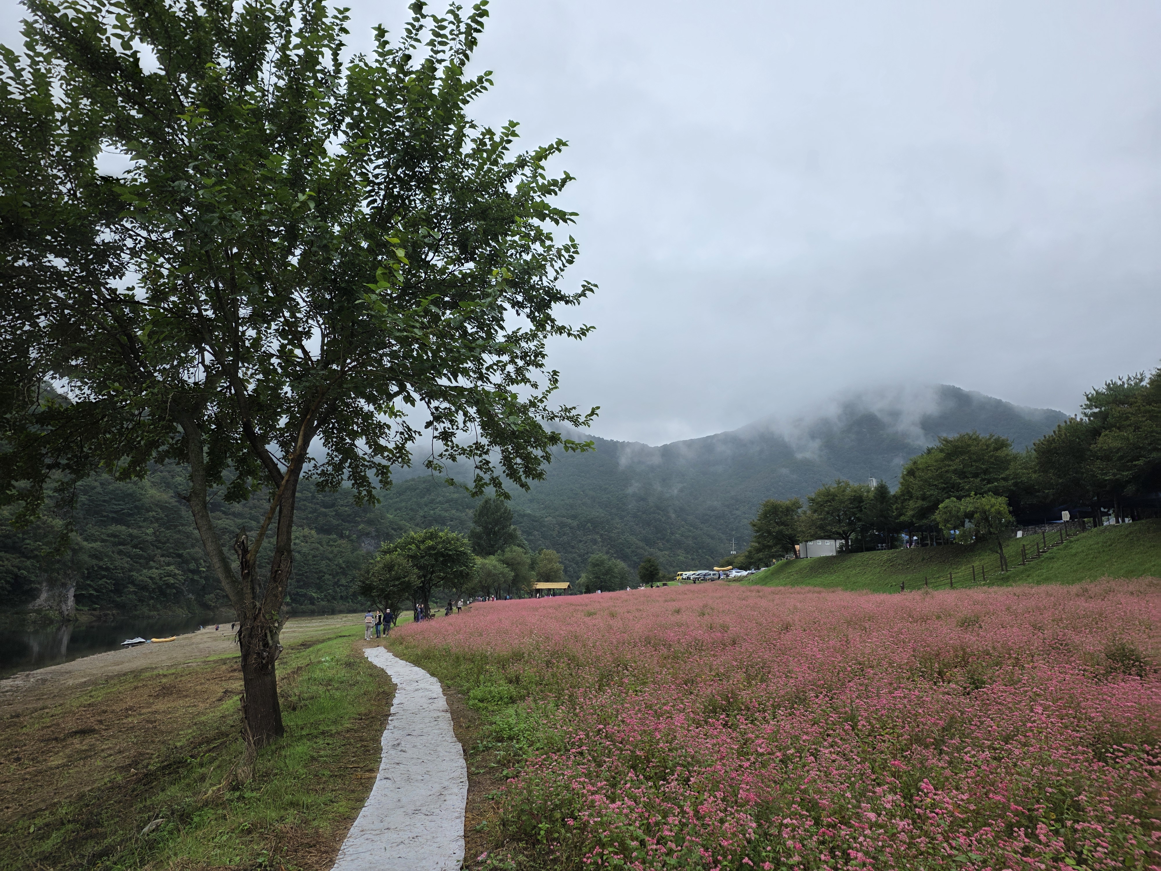 동강붉은메밀꽃축제 in 영월