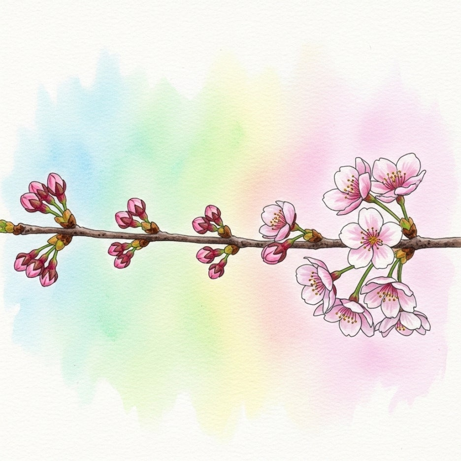벚꽃이 피어나는 과정을 묘사한 수채화