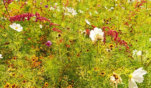 올림픽공원 들꽃마루 아름다운 꽃 사진